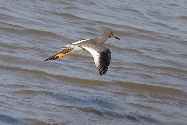 Picture of Seaton Wetlands