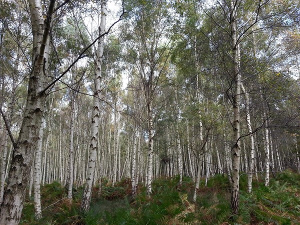 RSPB Arne