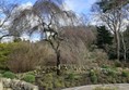 A garden with a tree next to a flat stone path (garden of contemplation)