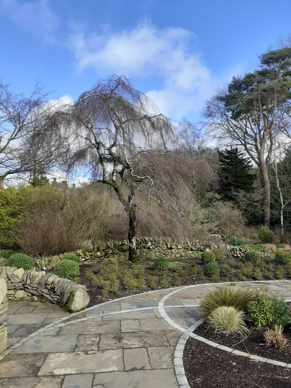 A garden with a tree next to a flat stone path (garden of contemplation)