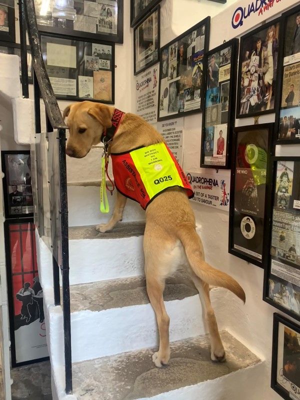 Assistance dog on some steps