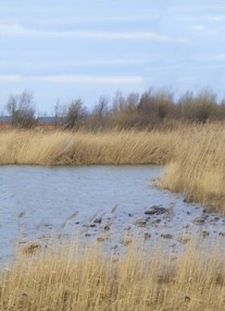 RSPB Conwy Nature Reserve