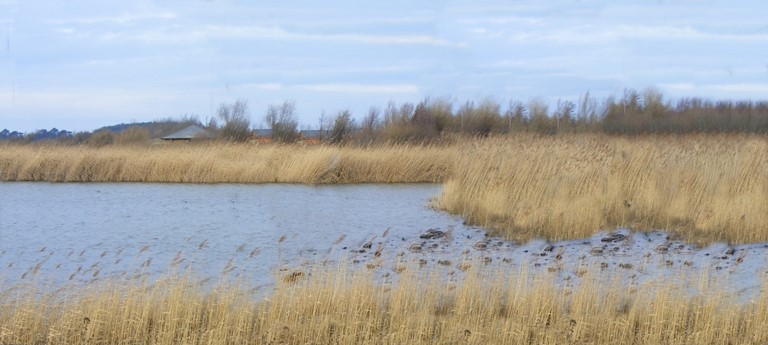 RSPB Conwy Nature Reserve