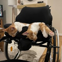 My wheelchair featuring my cats Fred and George