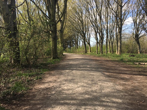 Image of part of the pathway on the walk around Forfor Loch with trees at either side.