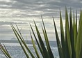 Image of a plant and the sky