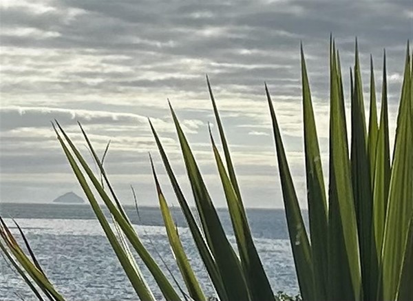 Image of a plant and the sky