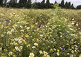 Picture of flowers at Rimrose Valley Country Park