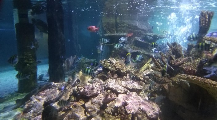 Blue Planet Aquarium