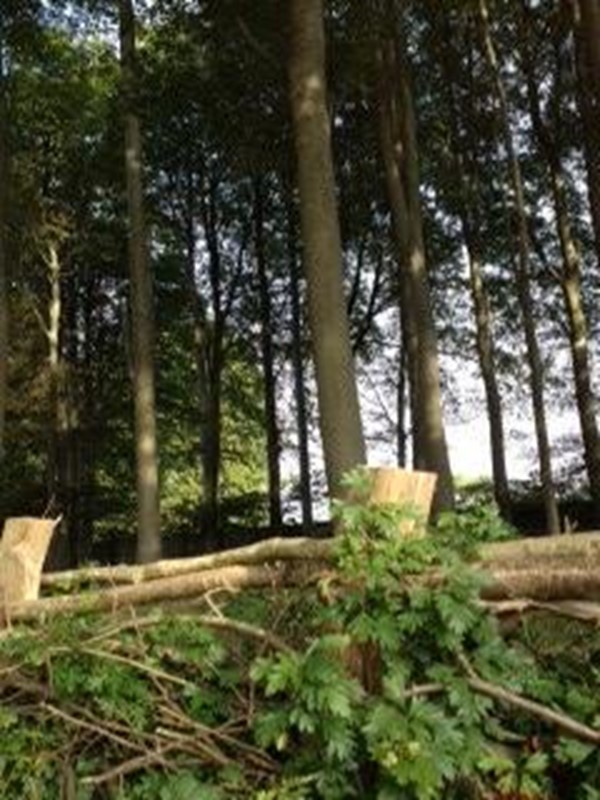 Picture of St Fagans National History Museum - Woodland