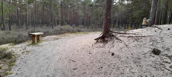 Picture of Culbin walk