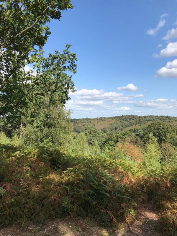 Picture of Hindhead Commons and the Devil's Punch Bowl