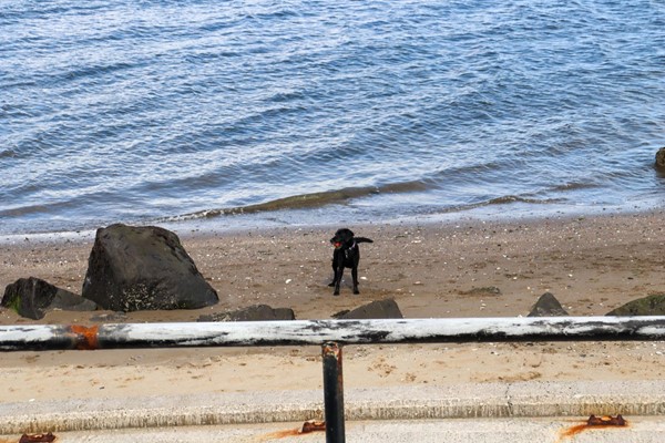Black lab on the beach with a ramp going down in front of me.