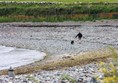 Pebbly beach - great for dog walking but not wheelchairs