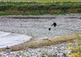 Pebbly beach - great for dog walking but not wheelchairs