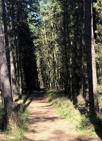 Newborough Forest