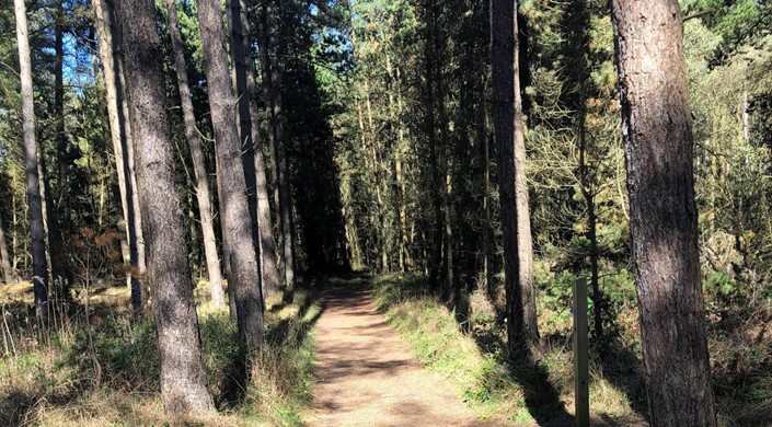 Newborough Forest