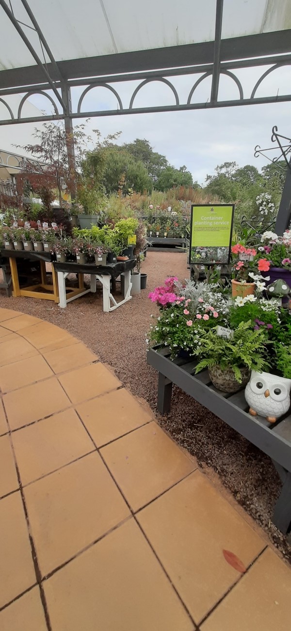 Plants on display at the garden centre