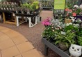 Plants on display at the garden centre