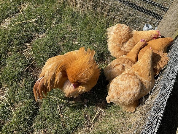 Image of chickens