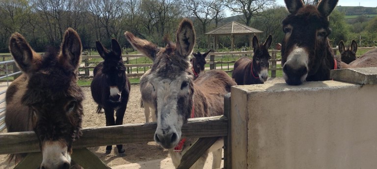 The Donkey Sanctuary Ivybridge