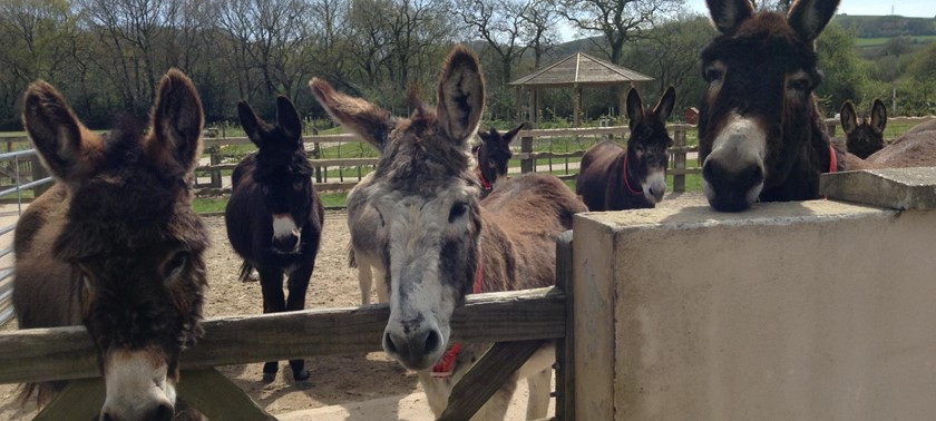 The Donkey Sanctuary Ivybridge