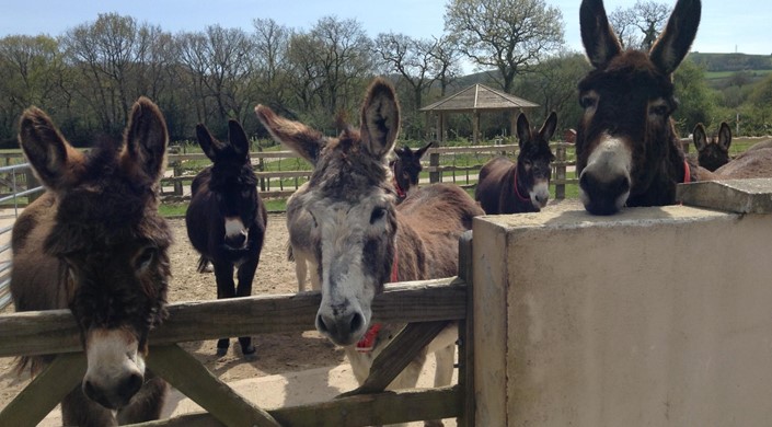 The Donkey Sanctuary Ivybridge