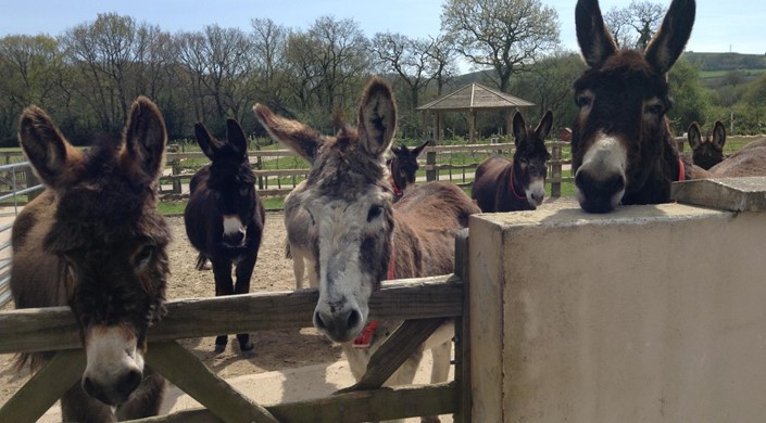 The Donkey Sanctuary Ivybridge