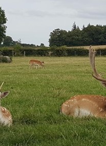 The Scottish Deer Centre