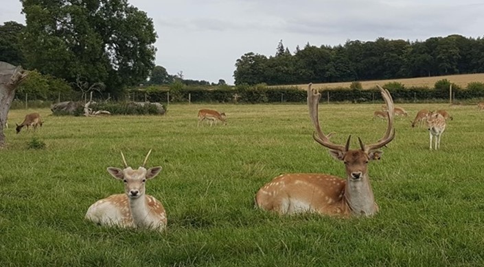 The Scottish Deer Centre