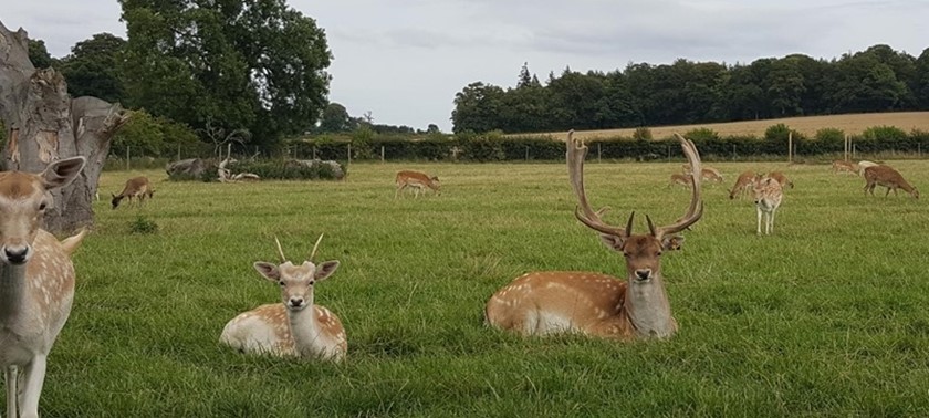 The Scottish Deer Centre