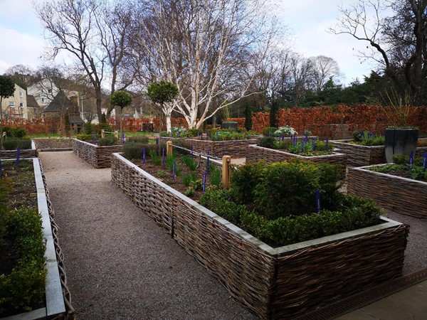 Raised beds in the physic garden