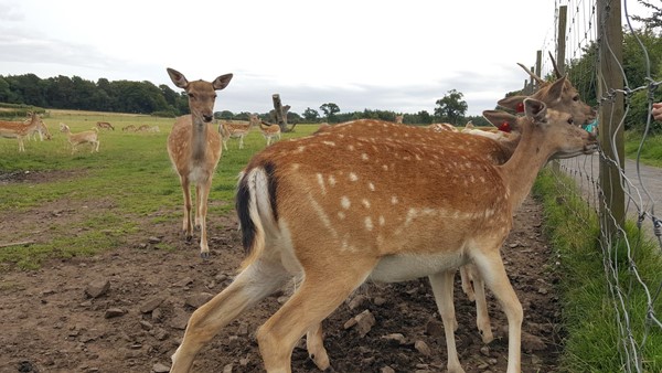 Deer.