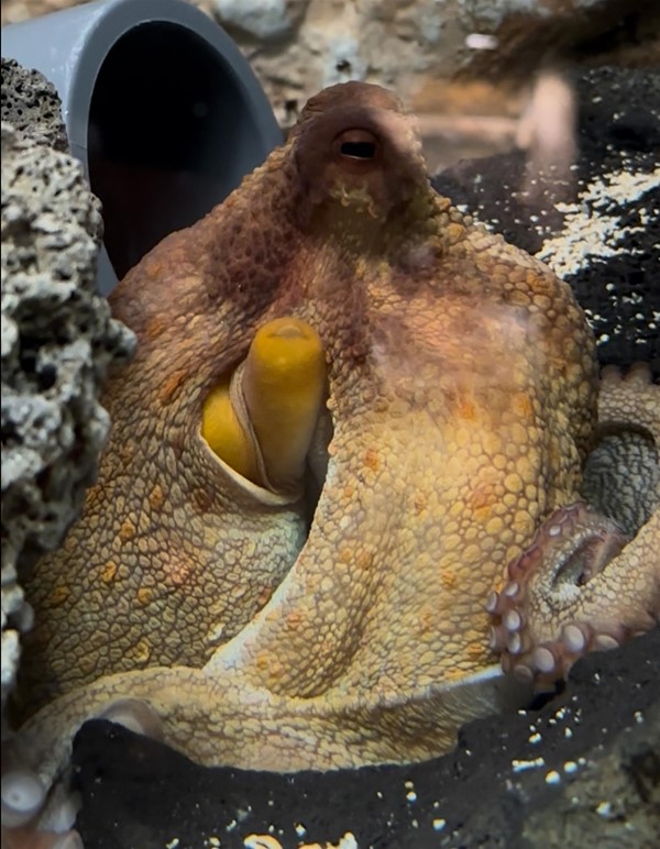 Octopus at Galway Atlantaquarium