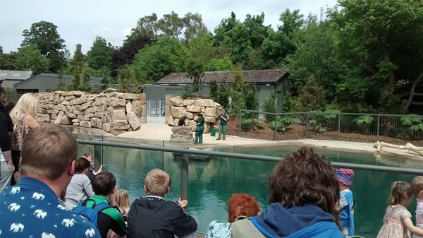 Picture of Dublin Zoo - Sea lion feeding and talk