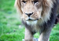 Disabled Access Day at Blackpool Zoo