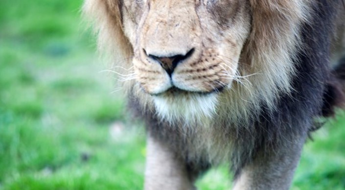 Disabled Access Day at Blackpool Zoo
