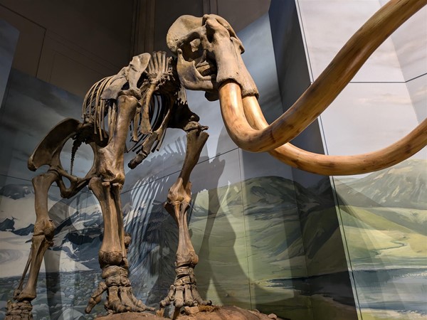 Image of wooly mammoth fossil