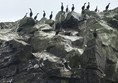 Shags seen on the rocks on our trip