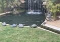 Image of turtles by a pool