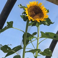 Sunflower in my ‘polycrub’ my place of quiet, relaxation & enjoyment