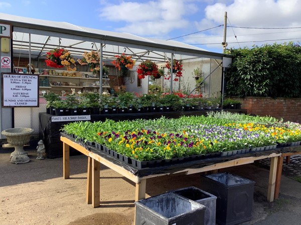 Small display of plants for sale