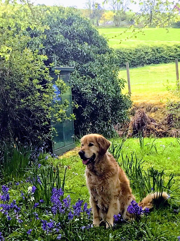 Remus in the bluebells