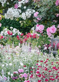 RHS Garden Rosemoor