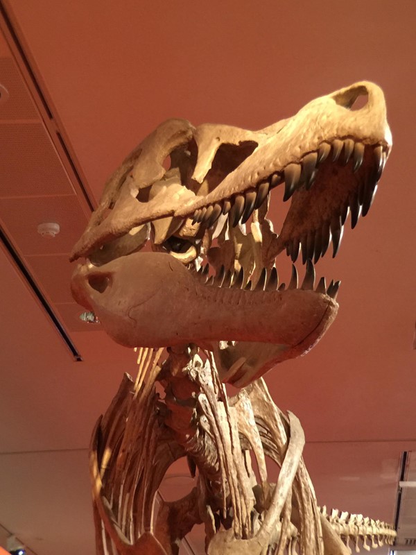 Dinosaur gallery