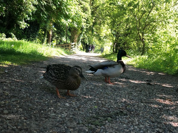 Access to beautiful wildlife.