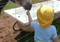 Picture of Fairytale Farm - Chipping Norton - Donkey