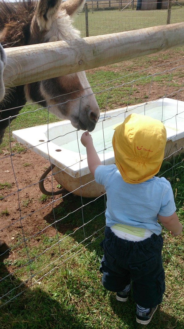 Picture of Fairytale Farm - Chipping Norton - Donkey