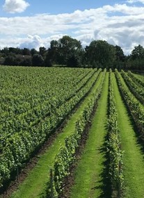 Dunesforde Vineyard