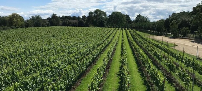 Dunesforde Vineyard